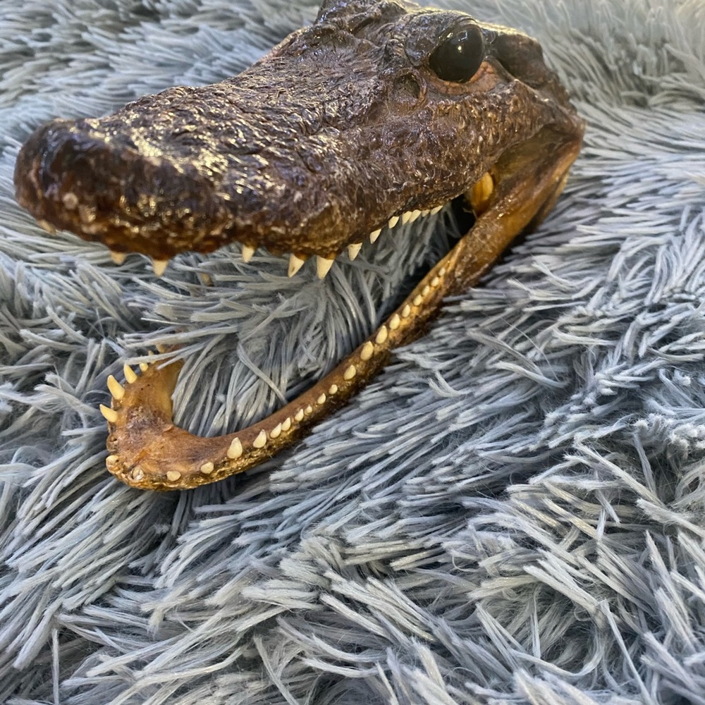 Alligator head